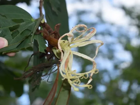 Bauhinia multinervia