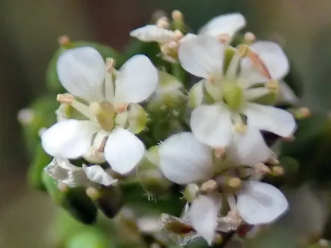 Клоповник