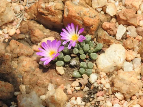 Frithia