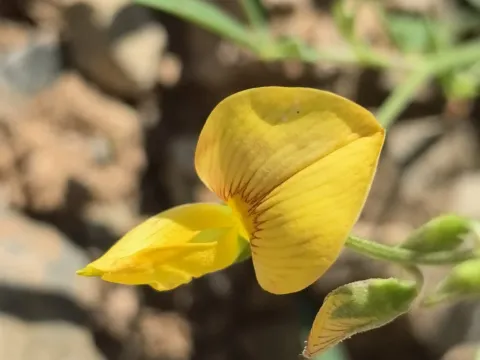 Crotalaria pumila