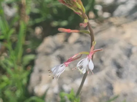 Oenothera simulans