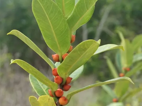 Ficus acamptophylla