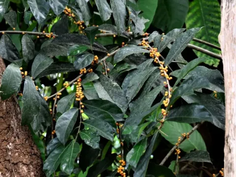 Rough-leaved fig