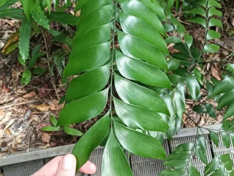 Bowenia spectabilis