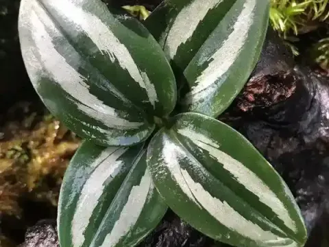 Scaphochlamys