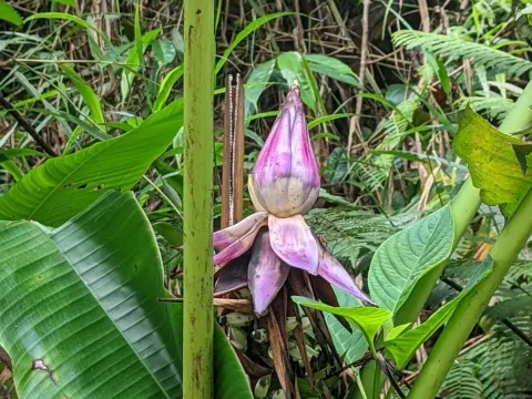 Musa violascens