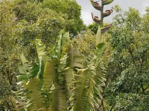 Phenacospermum