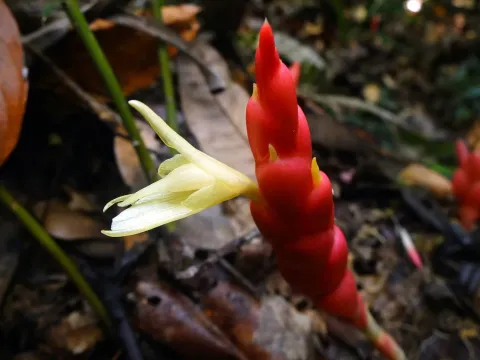Zingiber gracile