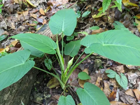 Schismatoglottis calyptrata