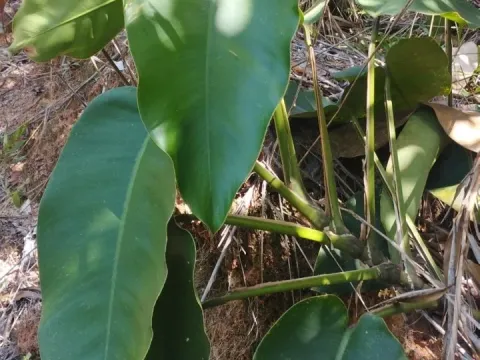 Epipremnum giganteum