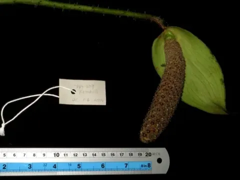 Podolasia