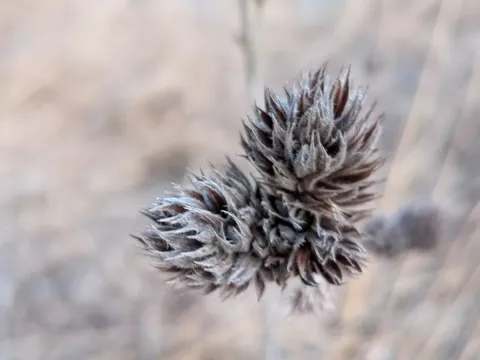 Леспедеца