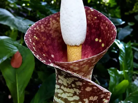 Amorphophallus oncophyllus
