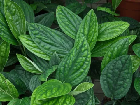 Scindapsus haenkei