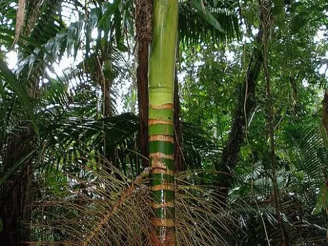 Prestoea