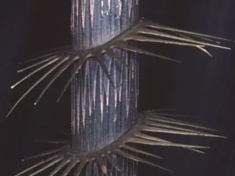 Myrialepis