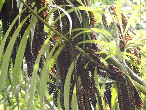 Plectocomia