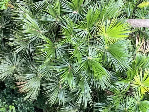 Pholidocarpus