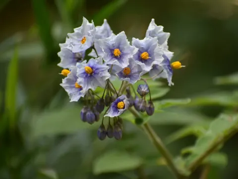 Solanum palustre