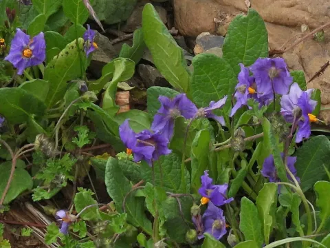 Solanum boliviense