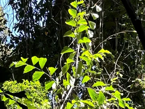 Кортальсия полистахия