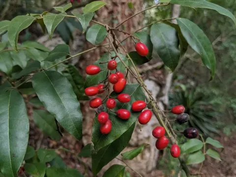 Picramnia