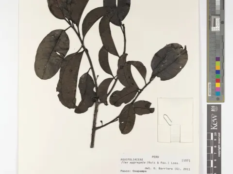 Aggregate holly