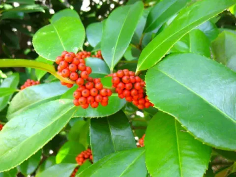 Broad-leaved holly