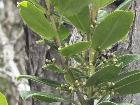 Ilex anomala