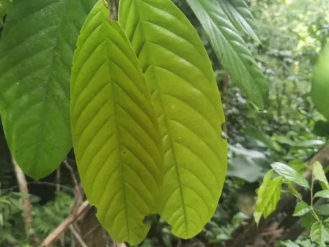 Minquartia