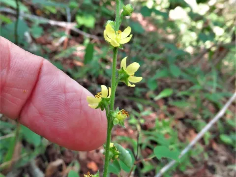 Agrimonia microcarpa