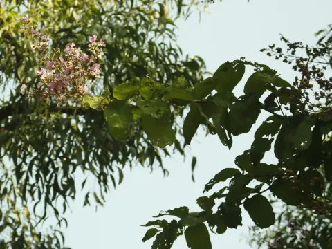 Lagerstroemia duperreana