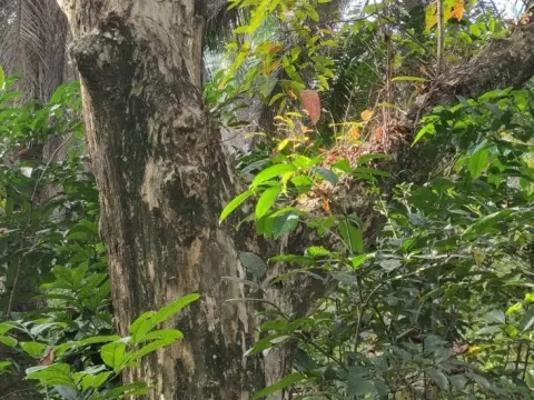 Andaman crape myrtle