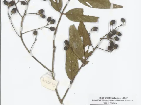 Lagerstroemia tomentosa