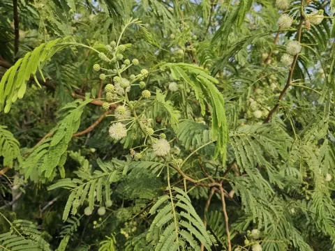 Leucaena pulverulenta