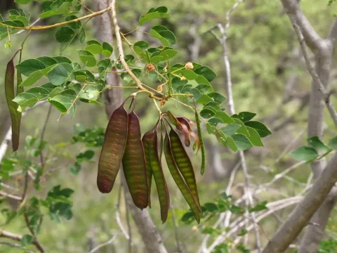 Leucaena trichodes