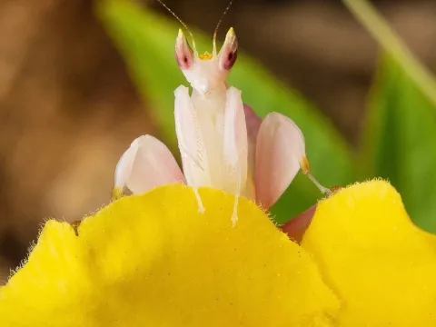 Orchid mantis