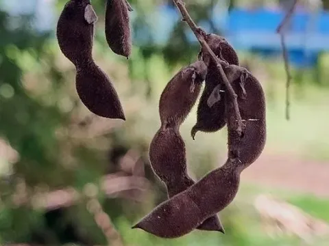 Мюллера