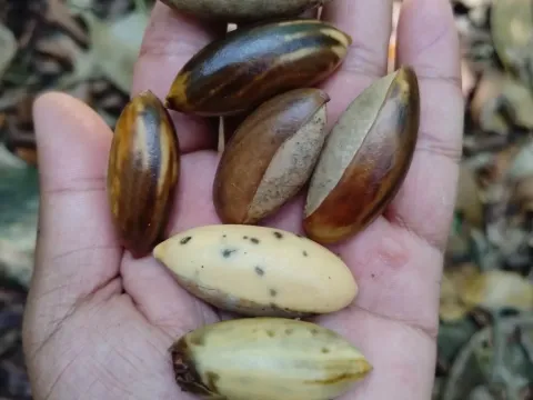 Palaquium ellipticum