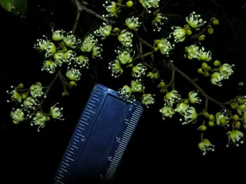 Peltogyne floribunda