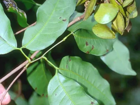 Peltogyne venosa