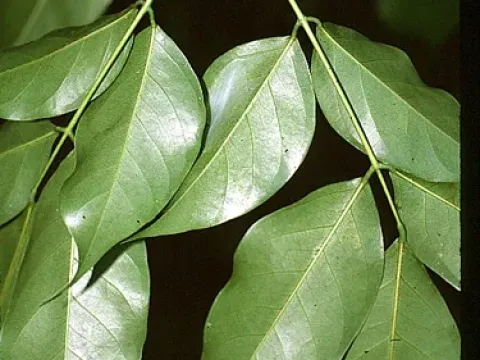 Platymiscium yucatanum