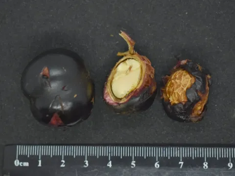 Prunus turneriana