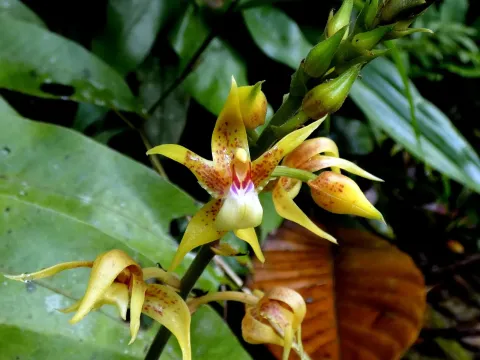 Plocoglottis