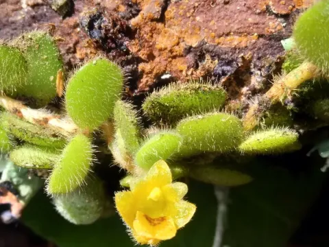 Trichotosia