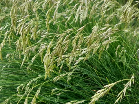 Eskia fescue