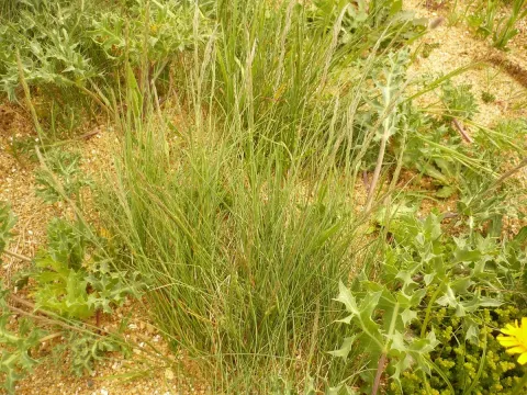 Basque fescue