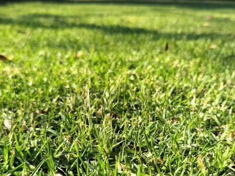 Slender fescue
