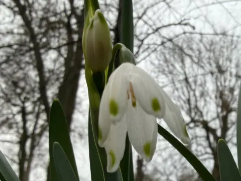 Snowflake