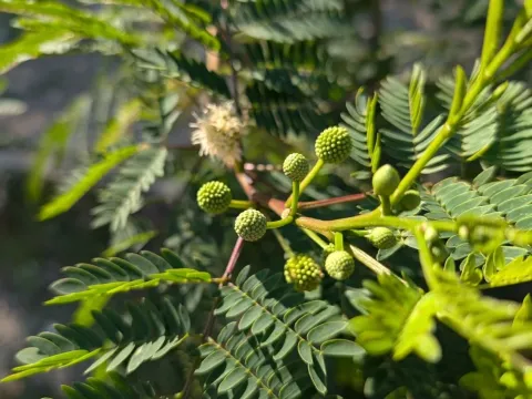 Leucaena